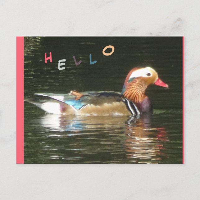 Mandarin Duck Hello Postcard (Front)
