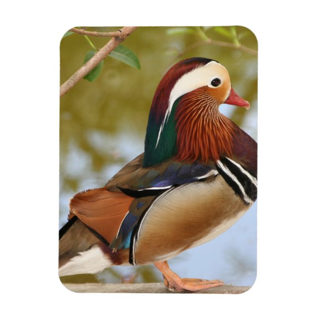 Mandarin Duck Magnet (Vertical)