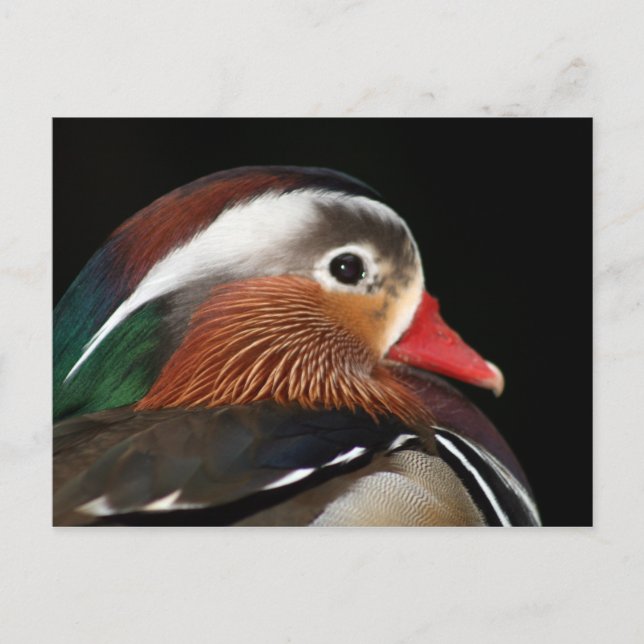 Mandarin Duck Postcard (Front)