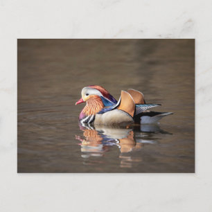 Mandarin Duck Postcard
