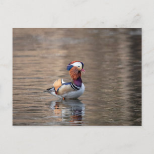 Mandarin Duck Postcard