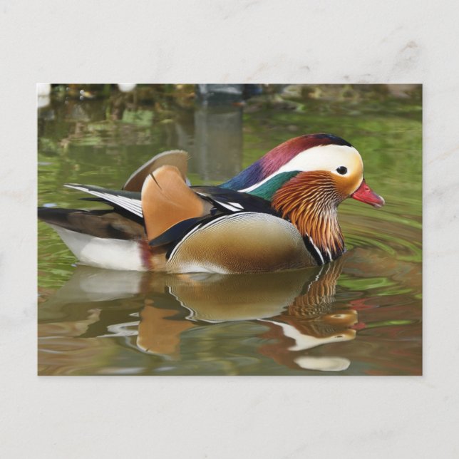 Mandarin Duck Postcard (Front)