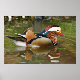 Mandarin Duck Poster
