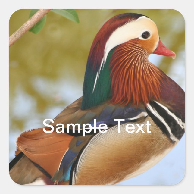 Mandarin Duck Square Sticker (Front)