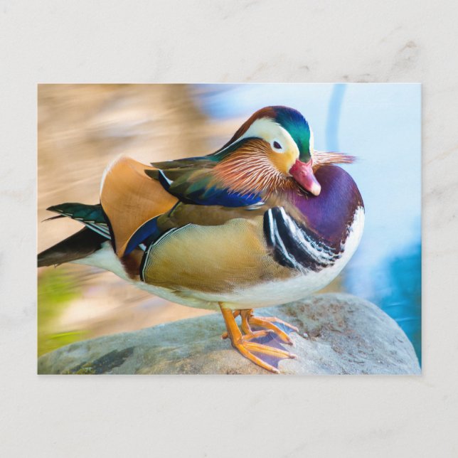 Mandarin Duck Standing by Water Postcard (Front)