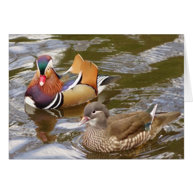 Mandarin Ducks Card (Front Horizontal)