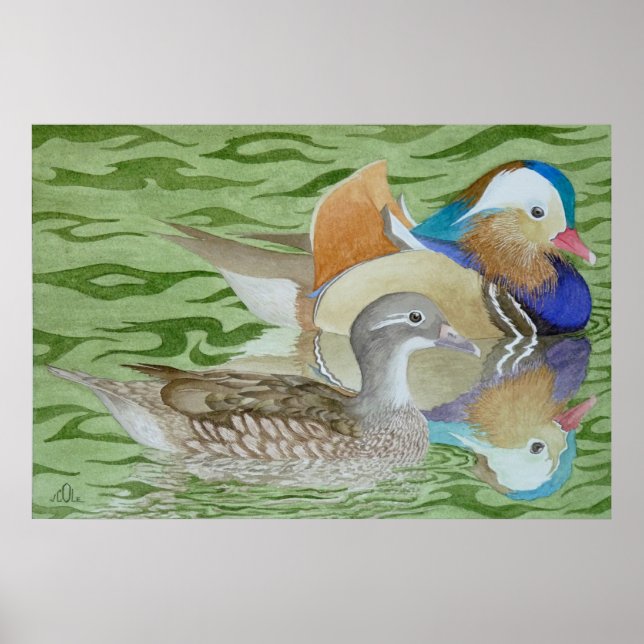 Mandarin Ducks on a lake Poster (Front)