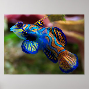 Mandarin Fish Poster