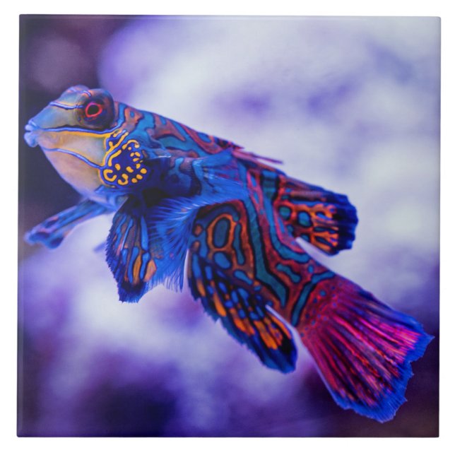 Mandarin Goby Fish Ceramic Tile (Front)