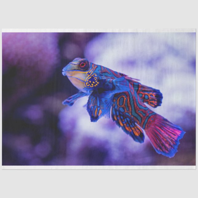 Mandarin Goby Fish Tissue Paper (Front)