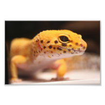 Mandarin Leopard Gecko Photo