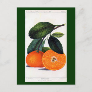 Mandarin Orange Postcard