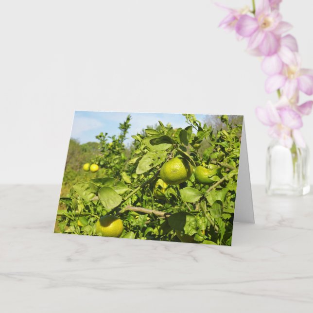Mandarin Orange Tree Card (Orchid)