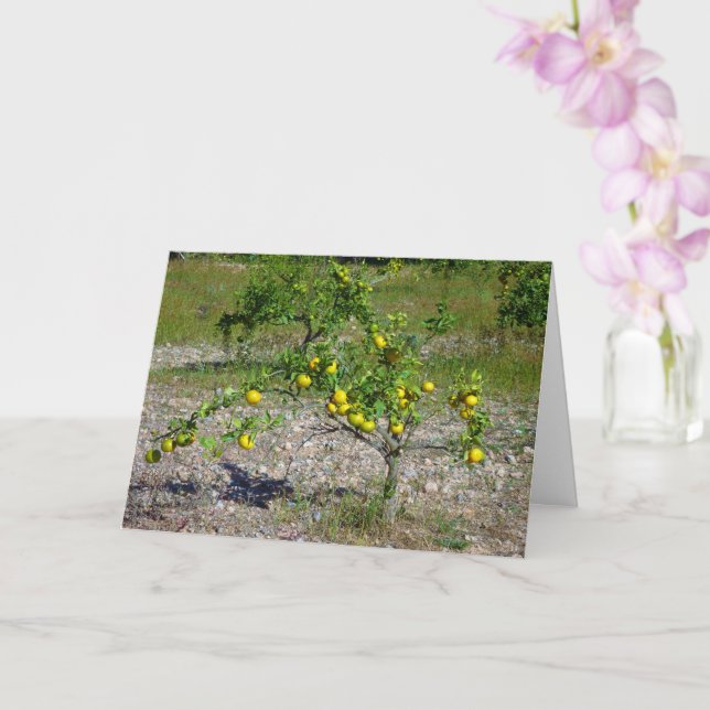 Mandarin Orange Tree Card (Orchid)