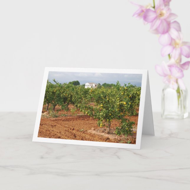 Mandarin Orange Tree Orchard Card (Orchid)