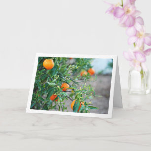Mandarin Orange Tree Portrait Card