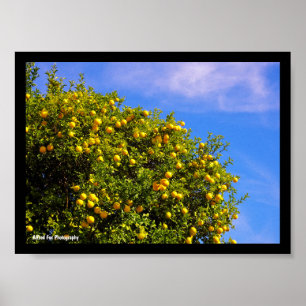 Mandarin Tree under Blue Sky Poster