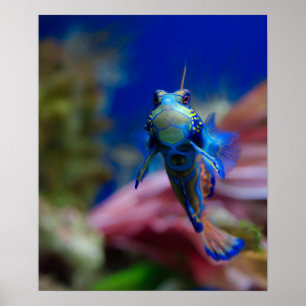 Mandarinfish Poster