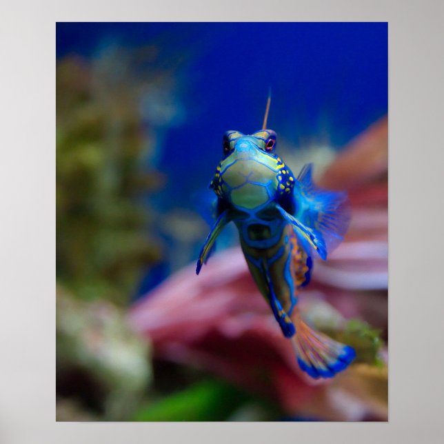 Mandarinfish Poster (Front)