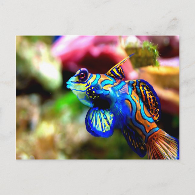 Mandarinfish Synchiropus splendidus Postcard (Front)