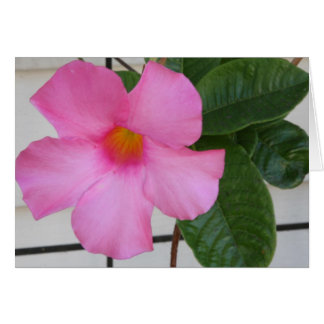 Mandevilla