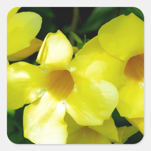 Mandevilla.JPG Square Sticker (Front)
