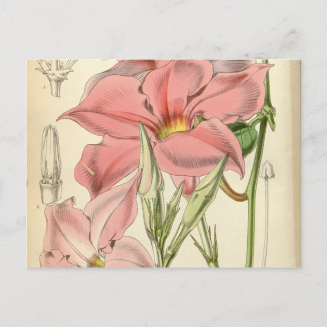 Mandevilla martiana postcard (Front)