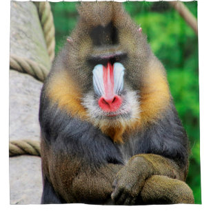 Mandrill 001