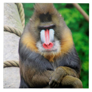Mandrill 001 tile