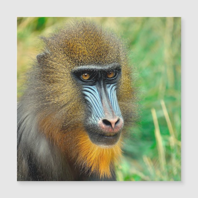Mandrill 002 (Front)