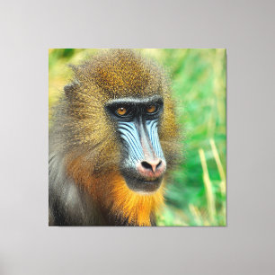 Mandrill 002 canvas print