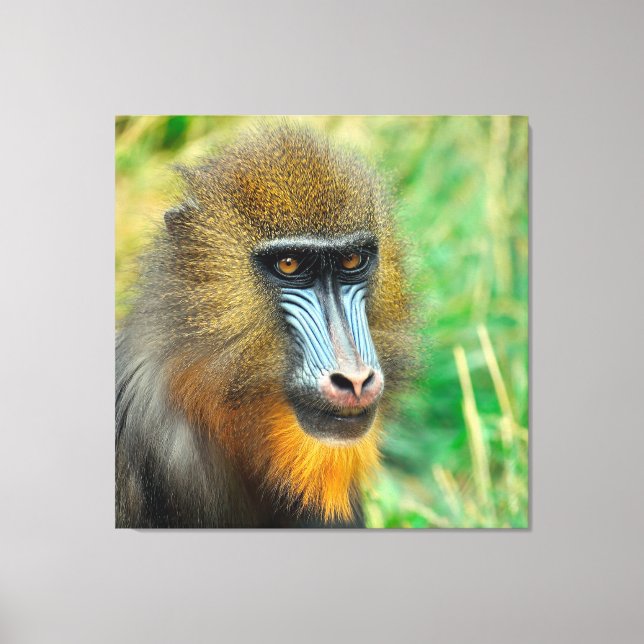 Mandrill 002 canvas print (Front)