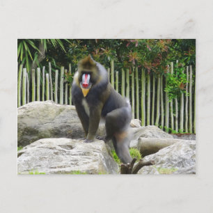 Mandrill #8 Postcard