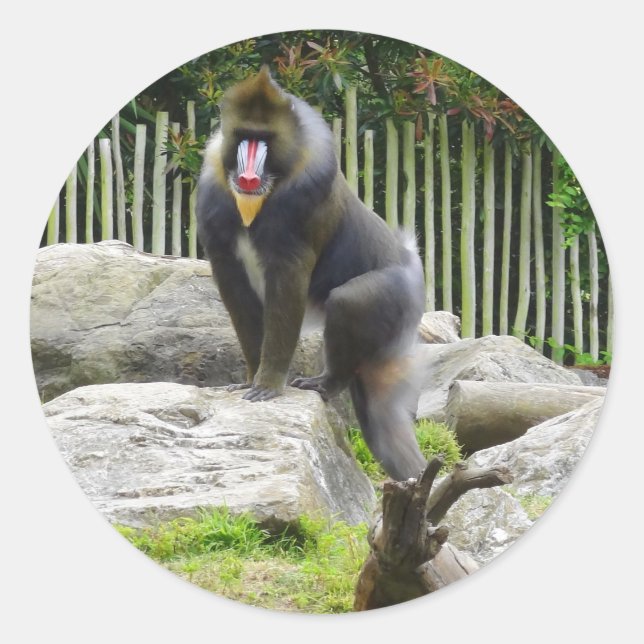 Mandrill #8 Stickers (Front)