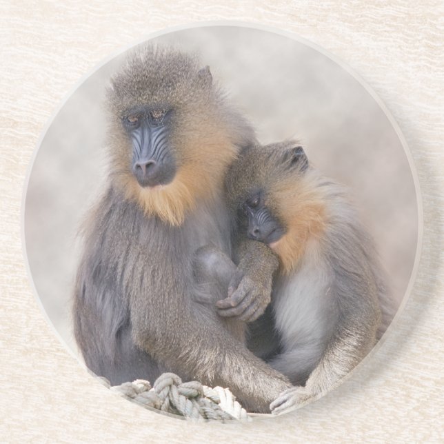 Mandrill and Young Coaster (Front)