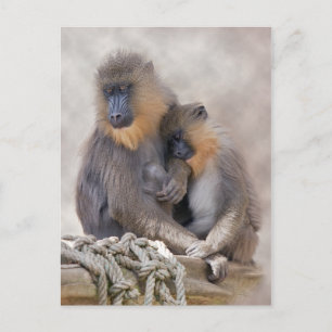 Mandrill and Young Postcard