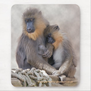 Mandrill et jeune tapis de souris