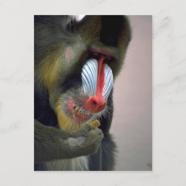 Mandrill Head Postcard (Front)