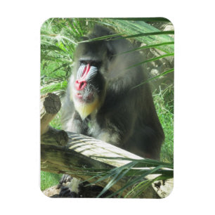 Mandrill Magnet