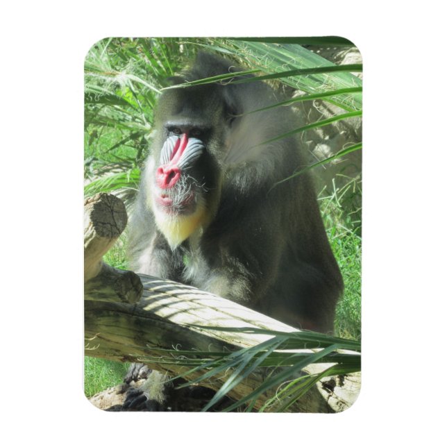 Mandrill Magnet (Vertical)