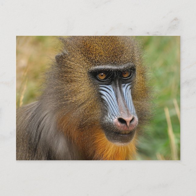 Mandrill Postcard (Front)