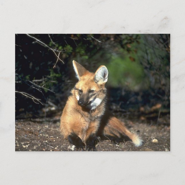 Maned Wolf lying down Postcard (Front)