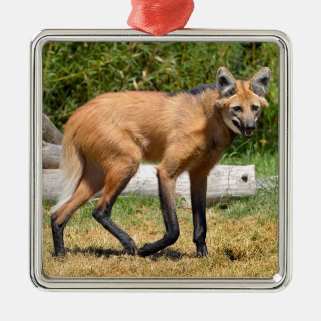 Maned Wolf walking on grass Metal Ornament (Front)