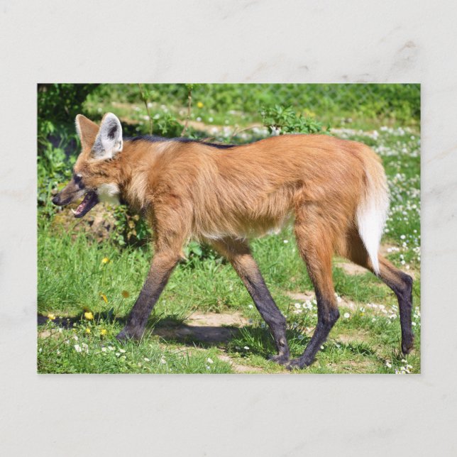 Maned Wolf walking on grass Postcard (Front)