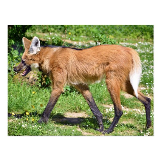 Maned Wolf walking on grass Postcard