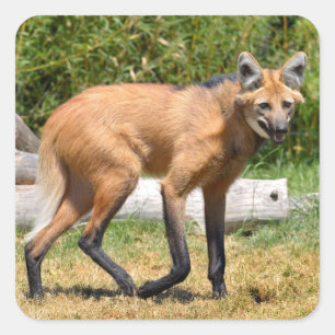 Maned Wolf walking on grass Square Sticker
