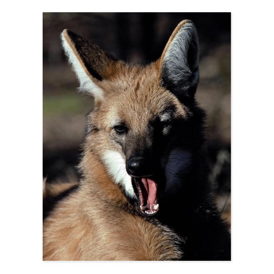 Maned wolf yawning postcard