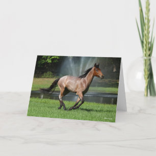 Mangalarga Running in Front of Fountain Card