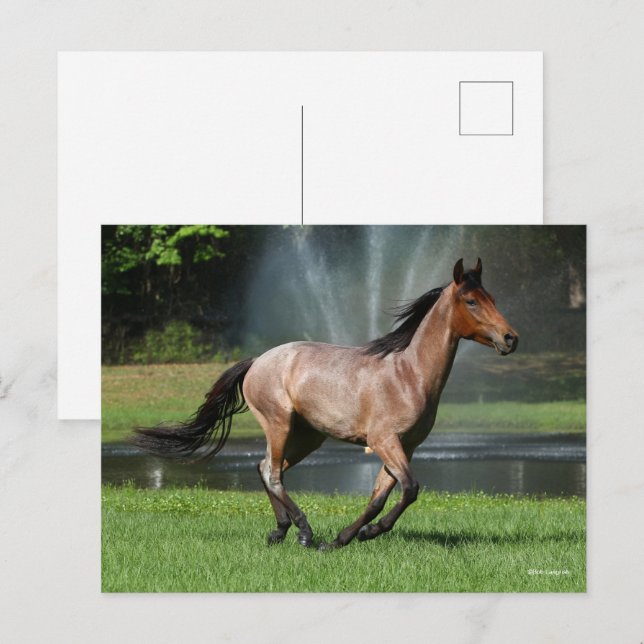 Mangalarga Running in Front of Fountain Postcard (Front/Back)