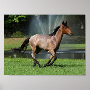 Mangalarga Running in Front of Fountain Poster
